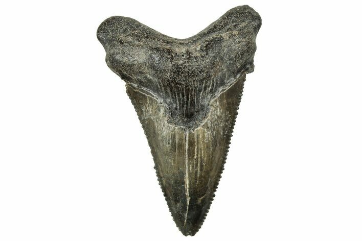 Serrated Angustidens Tooth - Megalodon Ancestor #326338